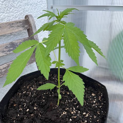 Lemon Wonder Automatic growlog timeline photo