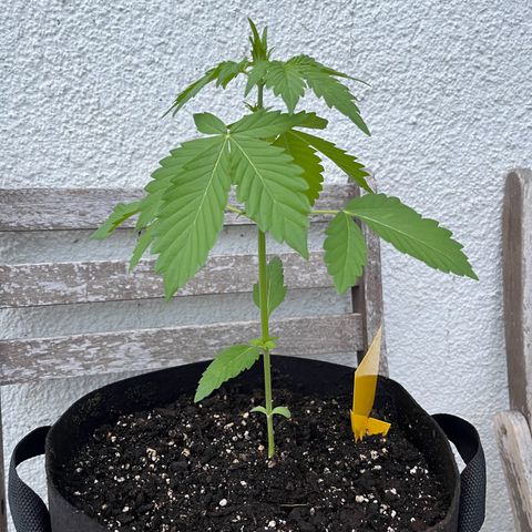Lemon Wonder Automatic growlog timeline photo