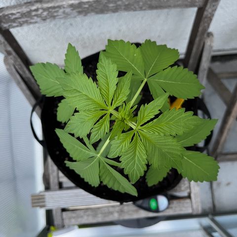 Lemon Wonder Automatic growlog timeline photo