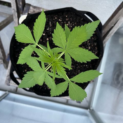 Lemon Wonder Automatic growlog timeline photo