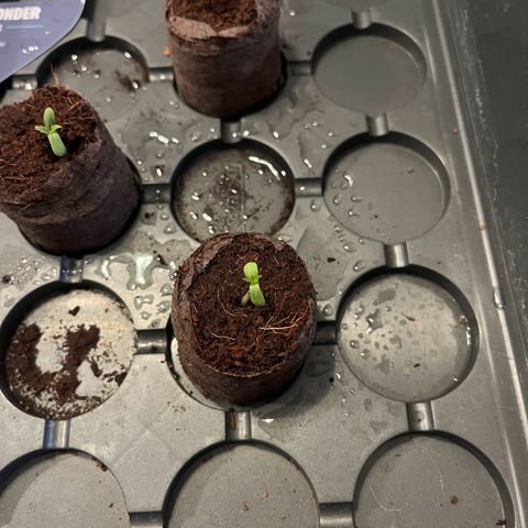 Lemon Wonder Automatic growlog timeline photo