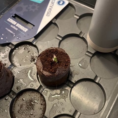 Lemon Wonder Automatic growlog timeline photo