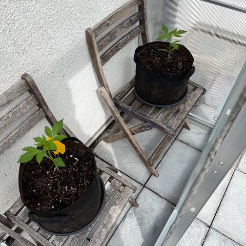 Lemon Wonder Automatic growlog timeline photo