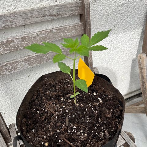 Lemon Wonder Automatic growlog timeline photo