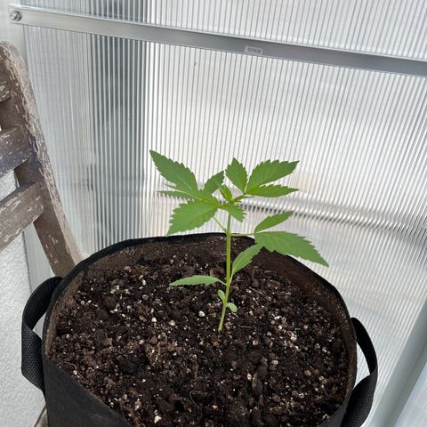 Lemon Wonder Automatic growlog timeline photo