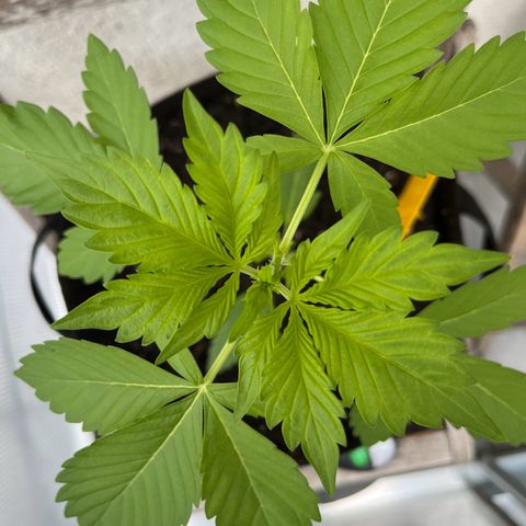 Lemon Wonder Automatic growlog timeline photo