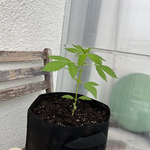 Lemon Wonder Automatic growlog timeline photo