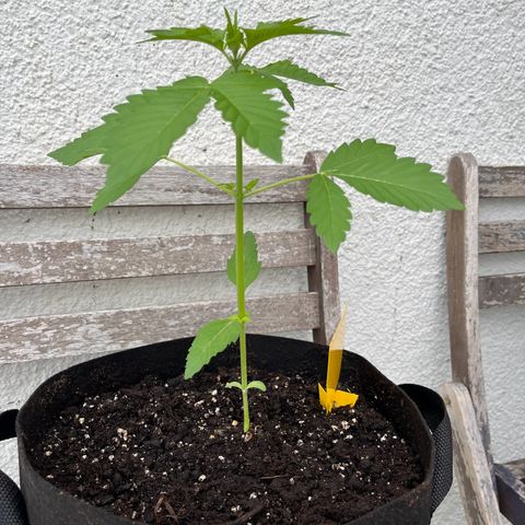 Lemon Wonder Automatic growlog timeline photo
