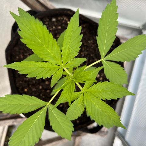 Lemon Wonder Automatic growlog timeline photo