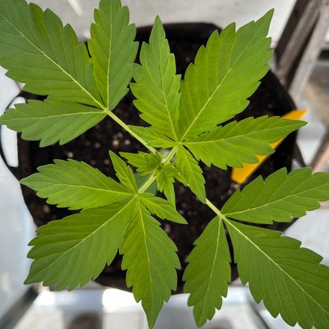 Lemon Wonder Automatic growlog timeline photo