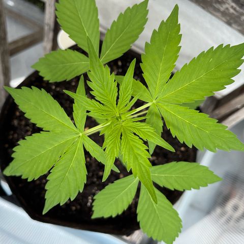 Lemon Wonder Automatic growlog timeline photo
