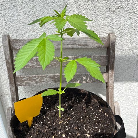 Lemon Wonder Automatic growlog timeline photo