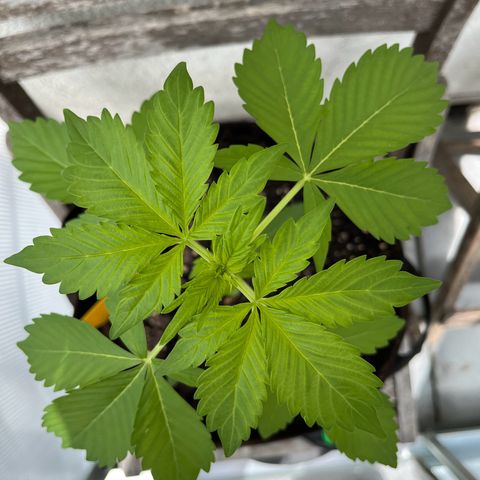 Lemon Wonder Automatic growlog timeline photo
