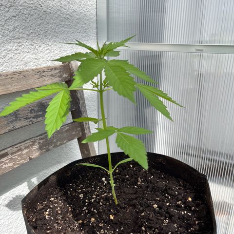 Lemon Wonder Automatic growlog timeline photo