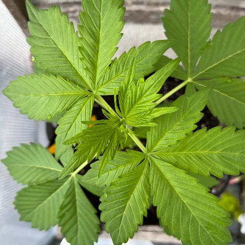 Lemon Wonder Automatic growlog timeline photo