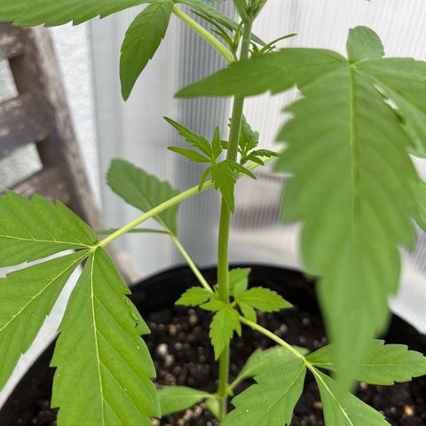 Lemon Wonder Automatic growlog timeline photo