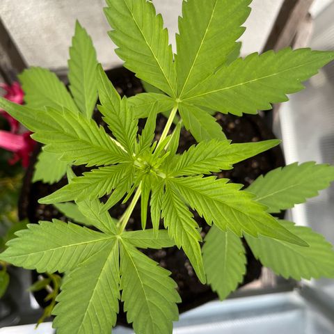 Lemon Wonder Automatic growlog timeline photo