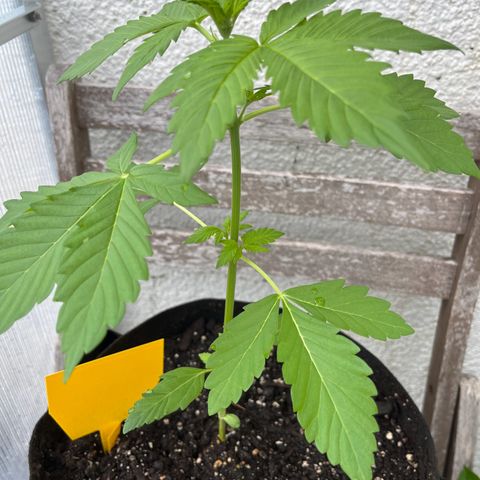 Lemon Wonder Automatic growlog timeline photo