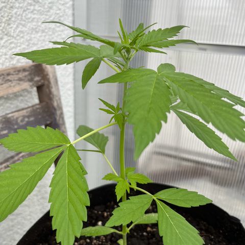 Lemon Wonder Automatic growlog timeline photo