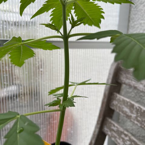 Lemon Wonder Automatic growlog timeline photo