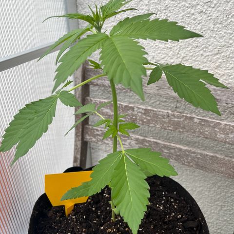 Lemon Wonder Automatic growlog timeline photo