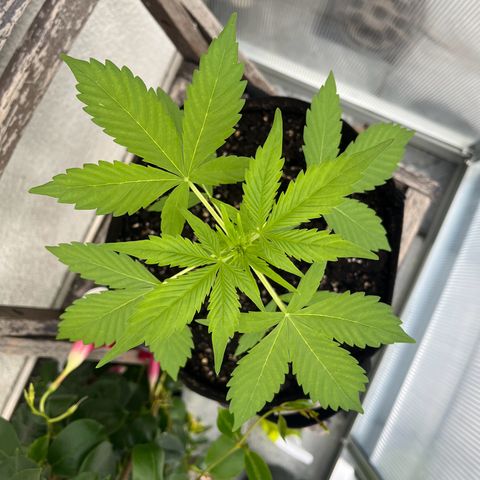Lemon Wonder Automatic growlog timeline photo