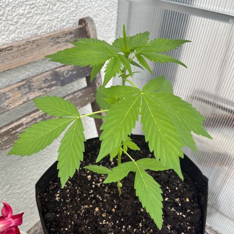 Lemon Wonder Automatic growlog timeline photo