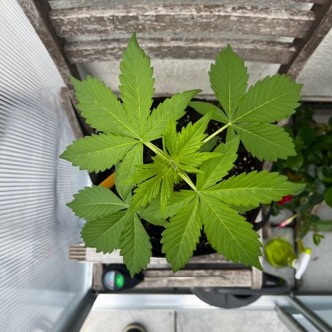 Lemon Wonder Automatic growlog timeline photo