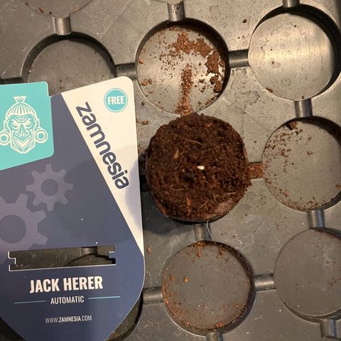 Jack Herer Automatic growlog timeline photo