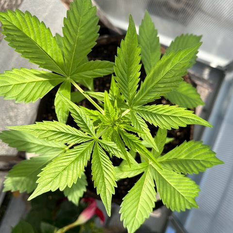 Lemon Wonder Automatic growlog timeline photo