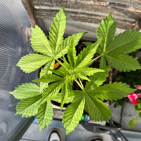 Lemon Wonder Automatic growlog timeline photo