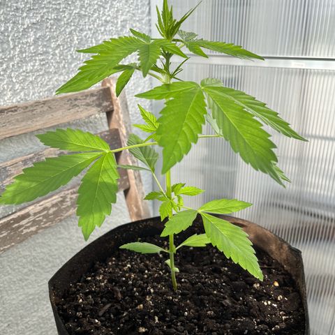 Lemon Wonder Automatic growlog timeline photo