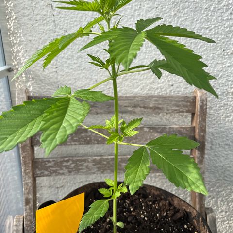 Lemon Wonder Automatic growlog timeline photo