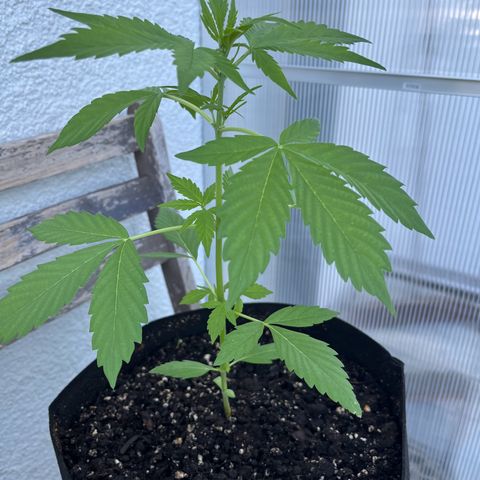 Lemon Wonder Automatic growlog timeline photo