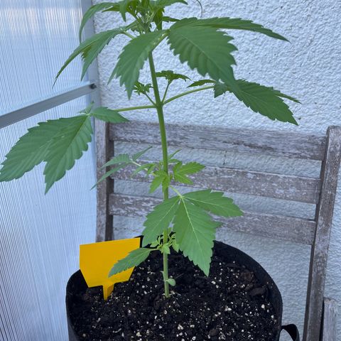 Lemon Wonder Automatic growlog timeline photo