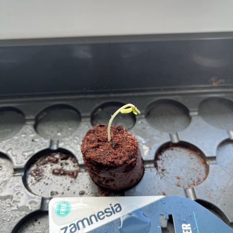 Jack Herer Automatic growlog photo: Spargelt ein wenig
Hätte ich früher an die Sonne bringen müssen 
