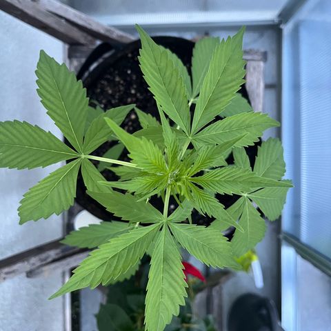 Lemon Wonder Automatic growlog timeline photo