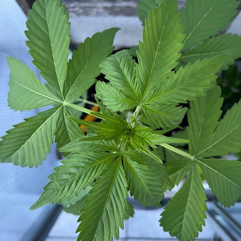 Lemon Wonder Automatic growlog timeline photo