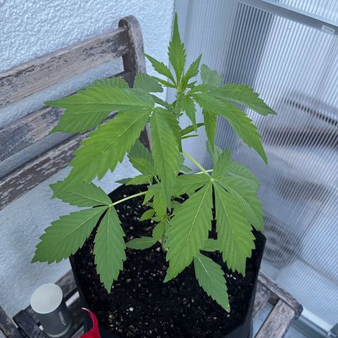 Lemon Wonder Automatic growlog timeline photo