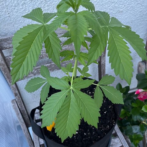 Lemon Wonder Automatic growlog timeline photo