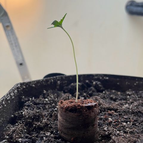 Jack Herer Automatic growlog photo: Umgetopft und tiefer eingetopft, weil sie geilte.