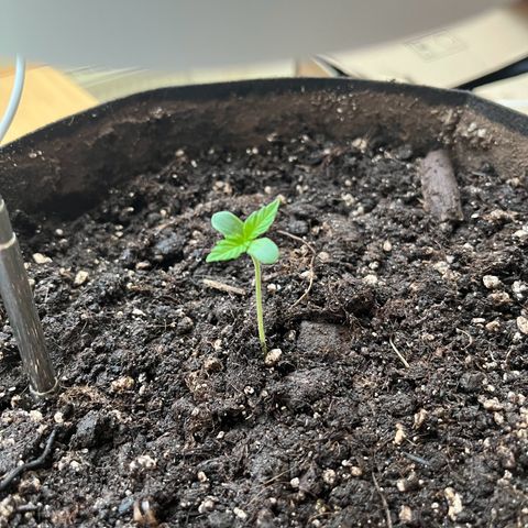 Jack Herer Automatic growlog photo: Umgetopft und tiefer eingetopft, weil sie geilte.