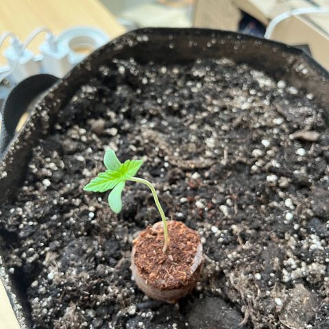 Jack Herer Automatic growlog photo: Umgetopft und tiefer eingetopft, weil sie geilte.