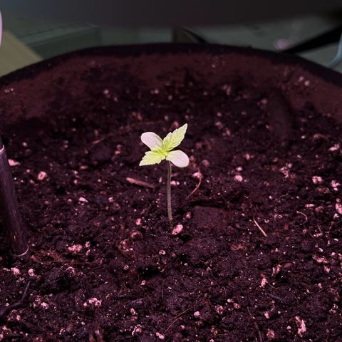 Jack Herer Automatic growlog photo: Umgetopft und tiefer eingetopft, weil sie geilte.