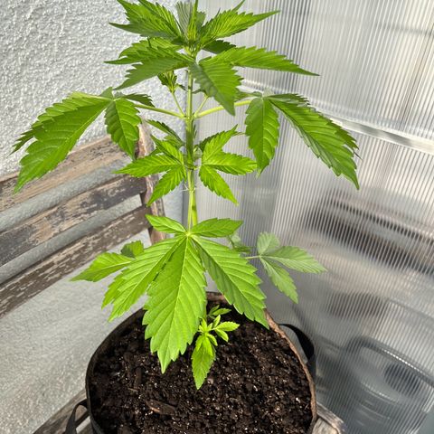 Lemon Wonder Automatic growlog timeline photo