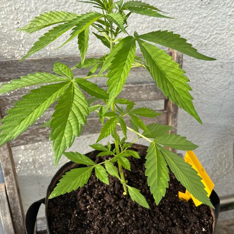 Lemon Wonder Automatic growlog timeline photo