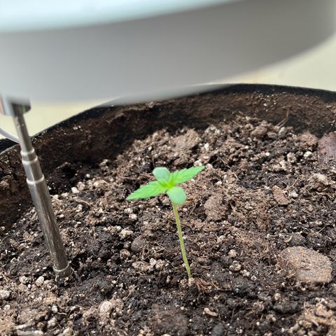 Jack Herer Automatic growlog timeline photo