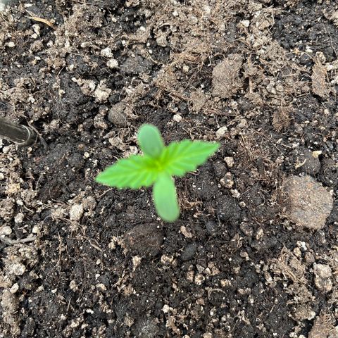 Jack Herer Automatic growlog timeline photo