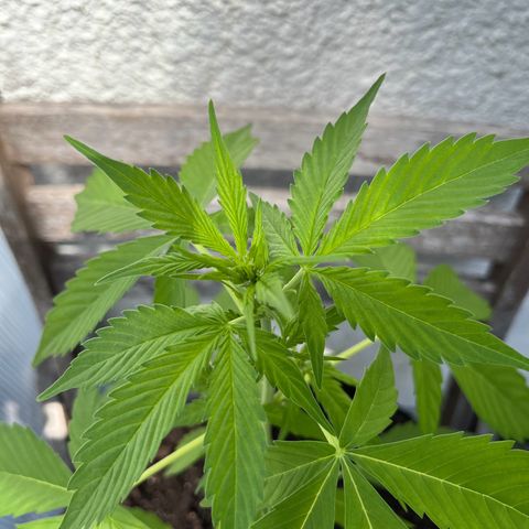 Lemon Wonder Automatic growlog timeline photo