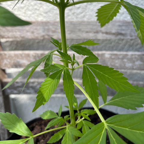 Lemon Wonder Automatic growlog timeline photo